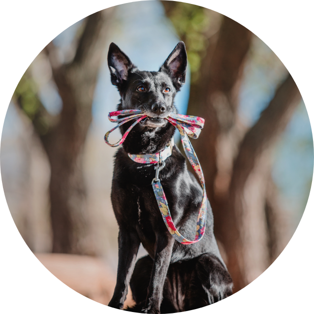 a-mixed-breed-dog-on-a-walk-black-dog-with-leash-2022-12-07-00-30-09-utc