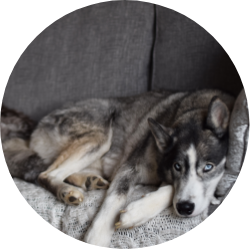 husky-dog-and-cat-lying-relaxing-on-gray-couch-2022-08-01-04-21-52-utc