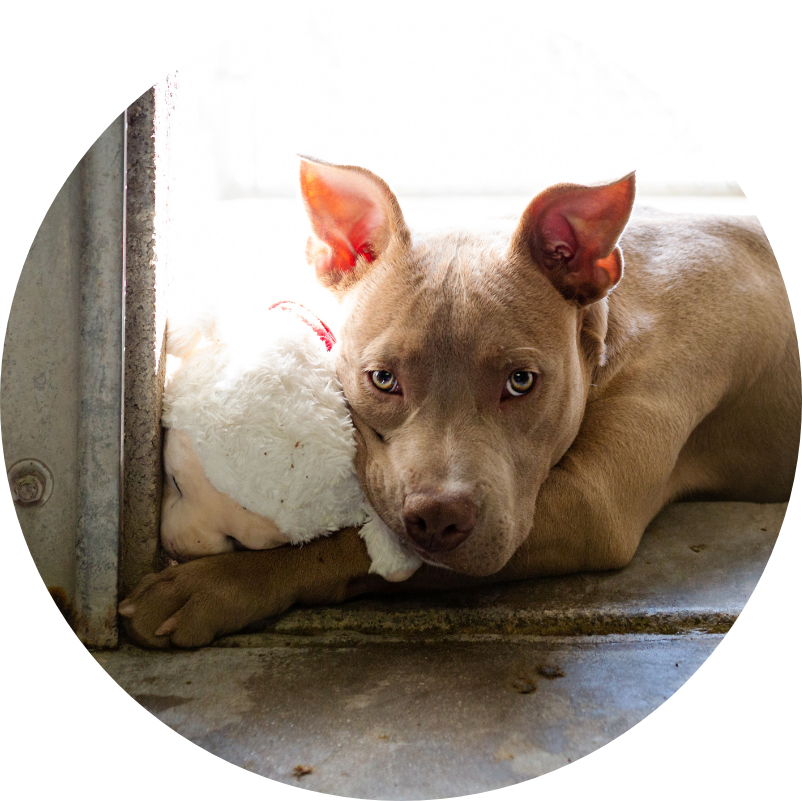 sad-lonely-homeless-dog-at-shelter-2022-06-04-04-20-03-utc