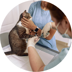 veterinarian-cuts-cat-claws-with-metal-clipper-whi-2022-01-19-00-01-43-utc