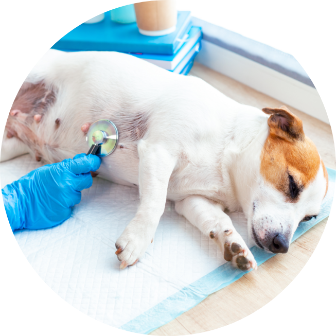 veterinary-post-operative-care-for-pets-2021-10-21-02-26-38-utc