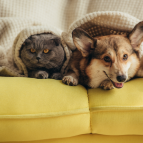 cat-and-dog-lying-together-under-blanket-on-sofa-2022-02-01-22-39-47-utc
