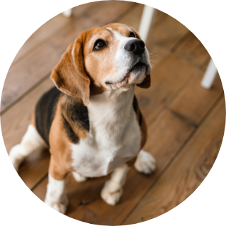 close-up-of-a-beagle-dog-standing-2022-01-18-23-33-55-utc