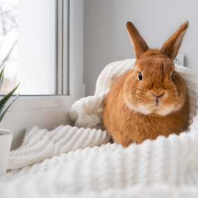 cute-brown-little-bunny-rabbit-lying-on-plaid-2022-10-31-04-16-37-utc
