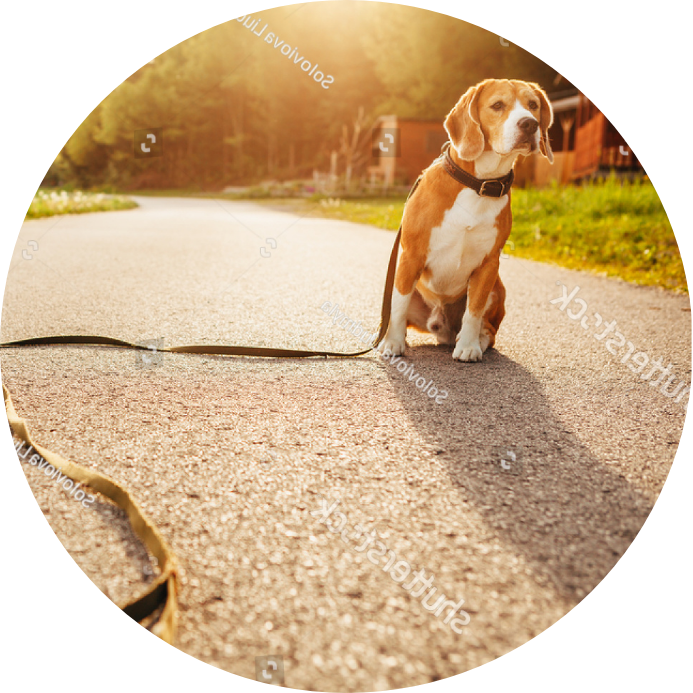 stock-photo-lost-beagle-dog-sits-alone-on-the-road-610427939